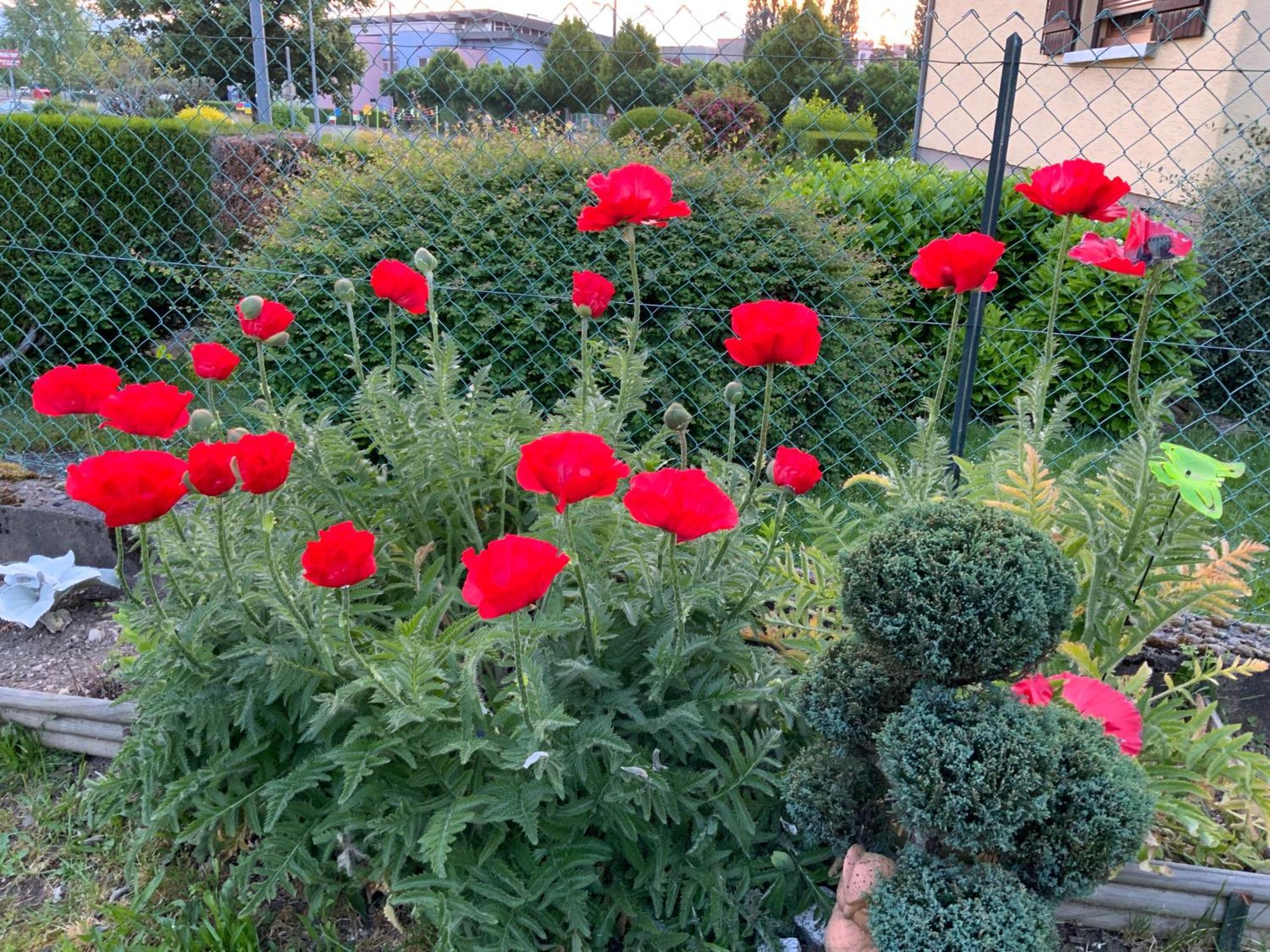 Le Nid Fleuri De Cravanche Esterno foto
